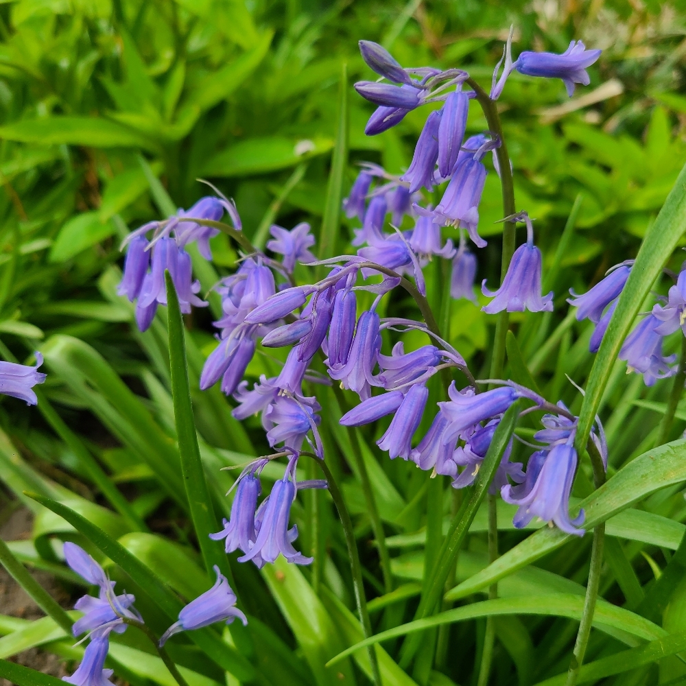 Spanish Bluebell Bulbs 30 bulbs $18; 50 bulbs $35. 100 bulbs $50